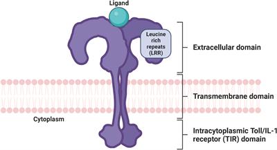 Shedding light on the molecular and regulatory mechanisms of TLR4 signaling in endothelial cells under physiological and inflamed conditions